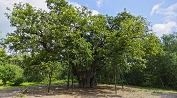 Major Oak with leaves