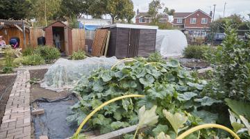 Image showing a community garden with flowers and produce growing.
